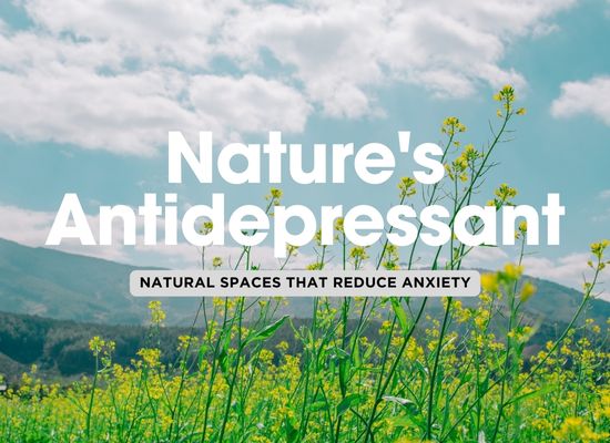 Nature’s Antidepressants: How Forest Bathing, Ocean Views, and Green Spaces Improve Mental Health 🌲🌊🌿